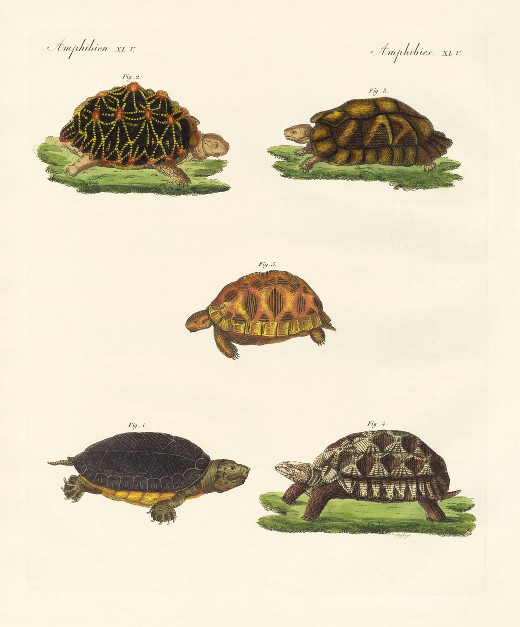 Seltsame Schildkröten von German School