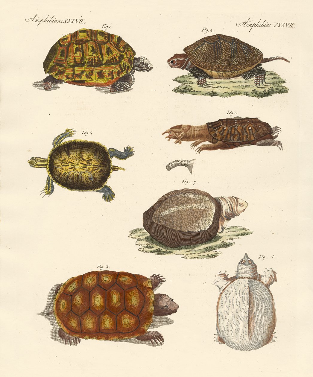 Seltsame Schildkröten von German School