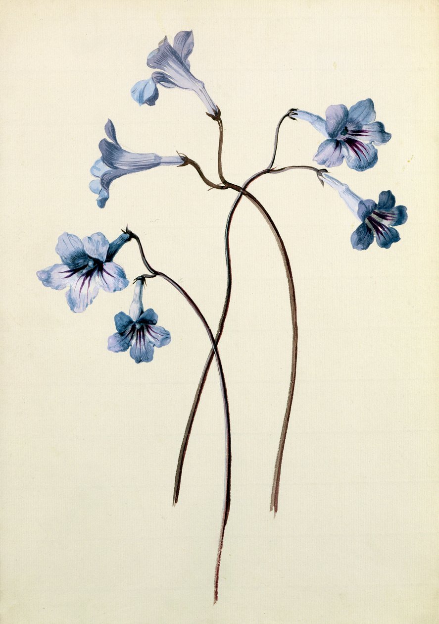 Streptocarpus, um 1790 von German School