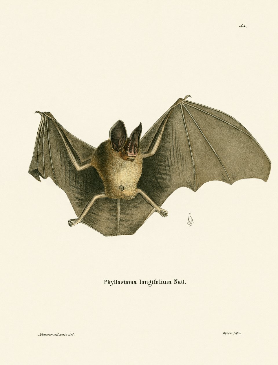 Gestreifte Haar-Nasen-Fledermaus von German School