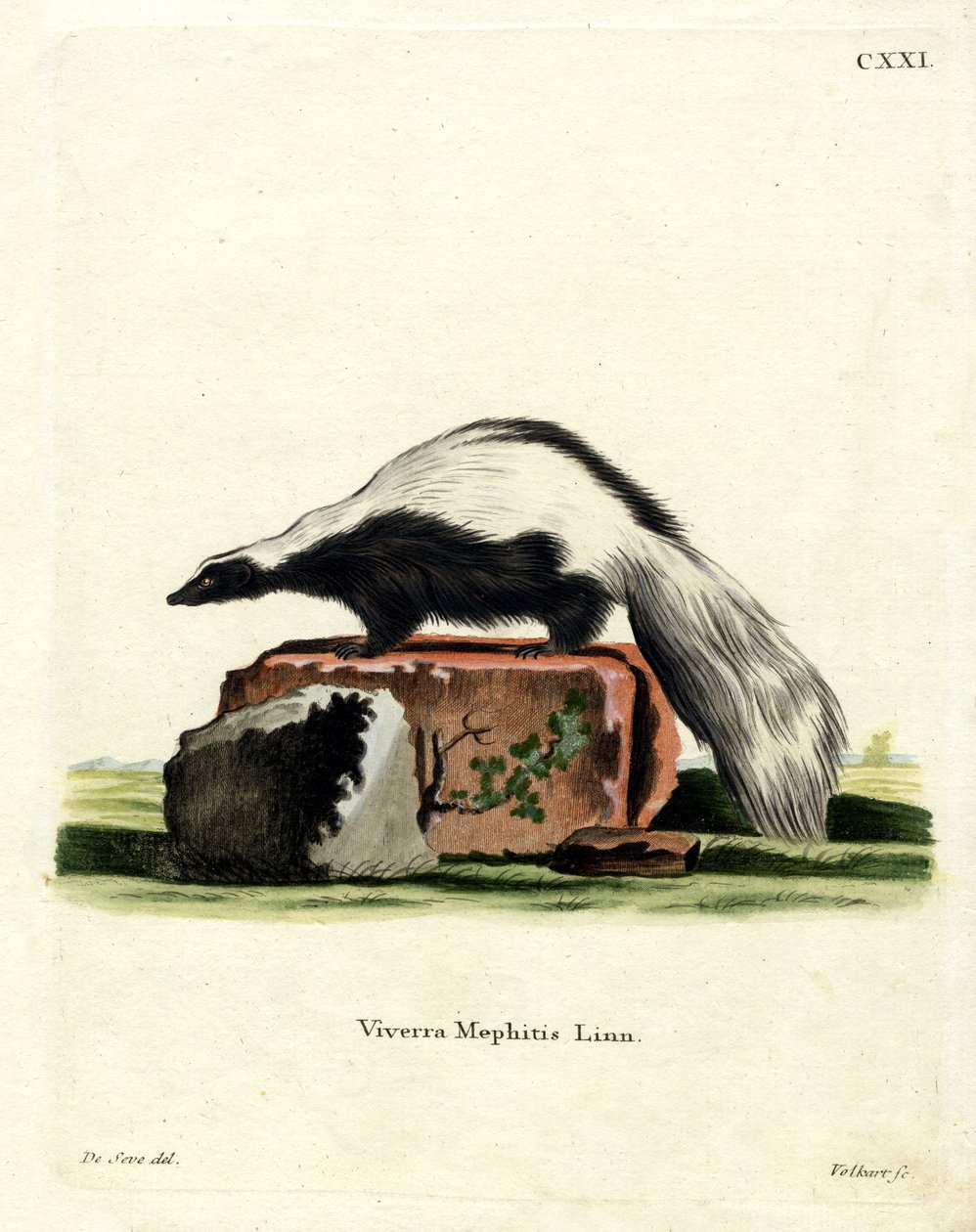 Streifenskunk von German School