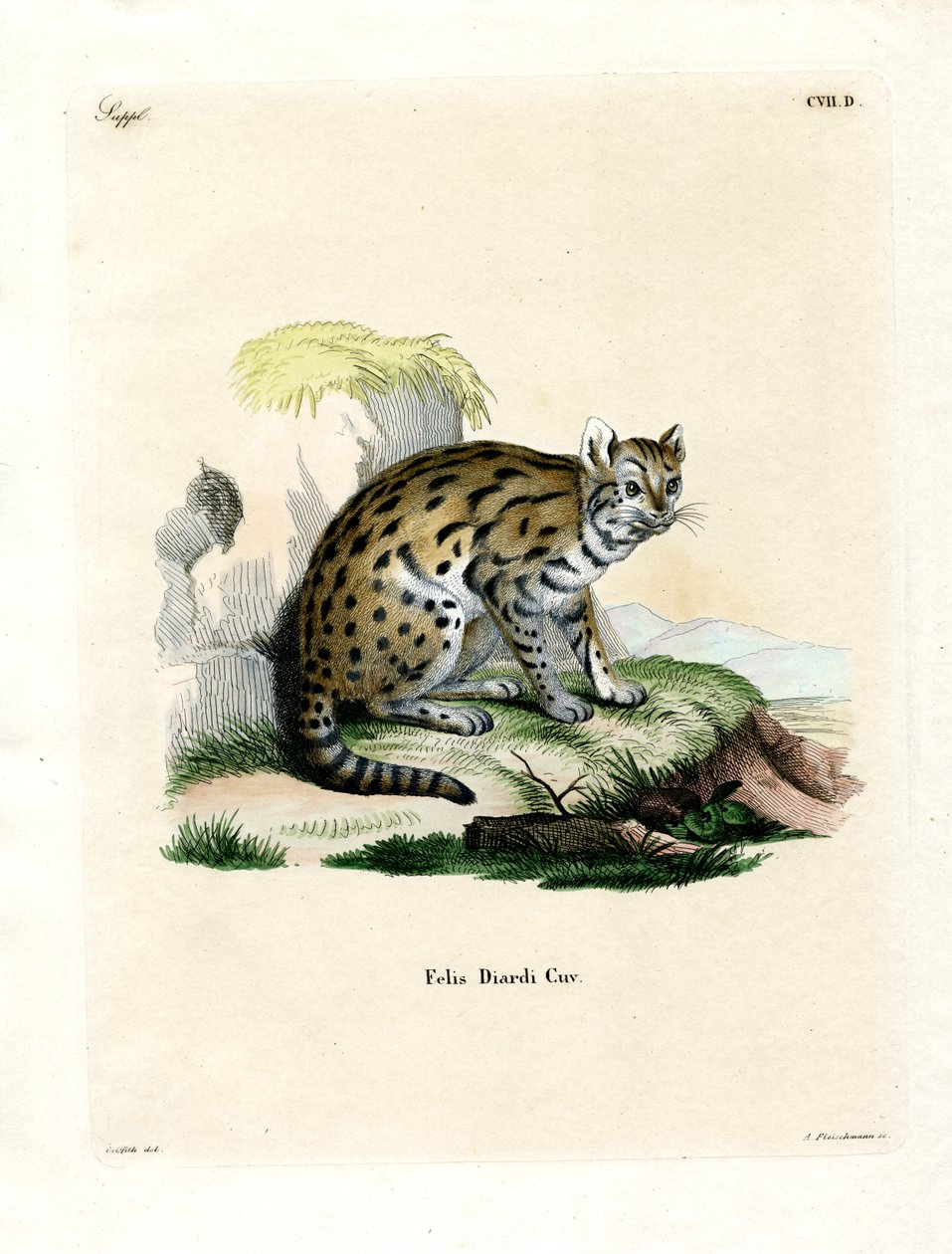 Sunda-Nebelpanther von German School
