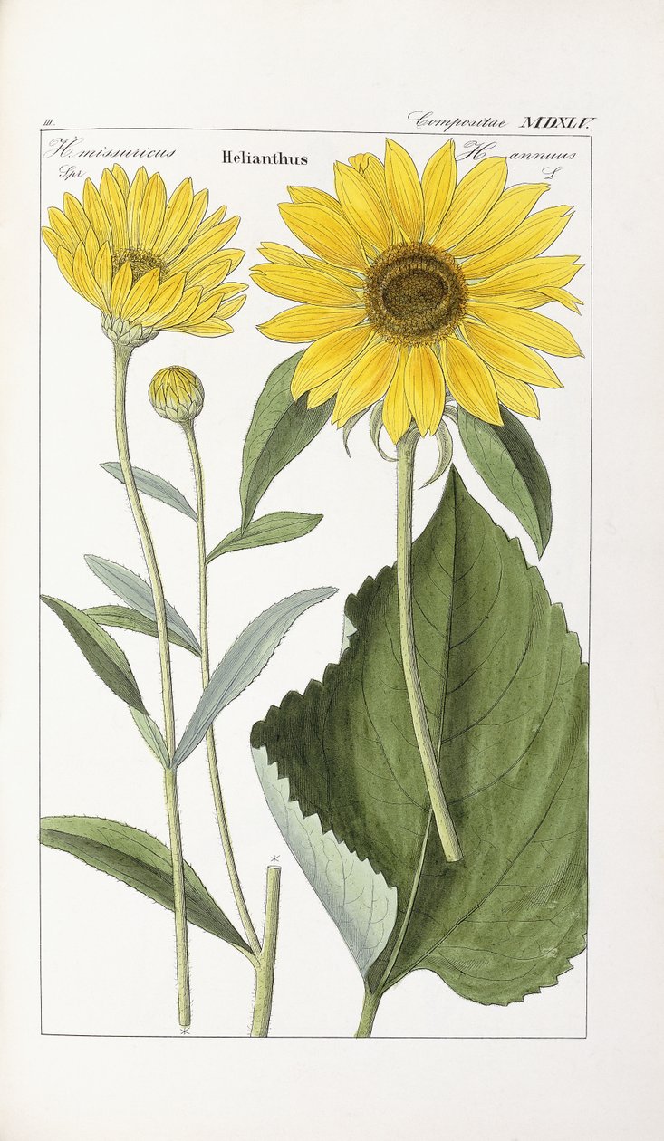 Sonnenblume von German School