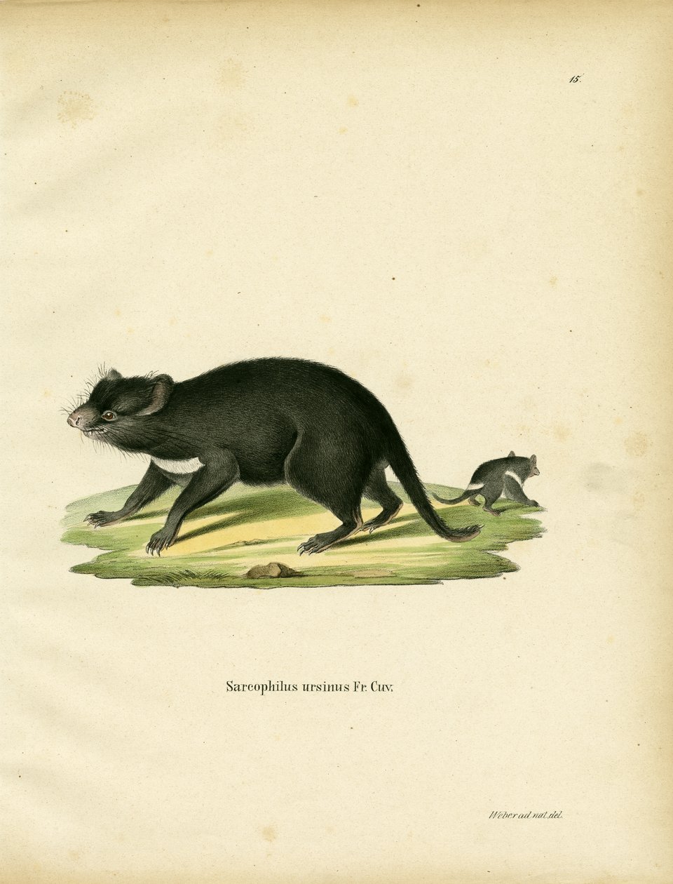 Tasmanischer Teufel von German School