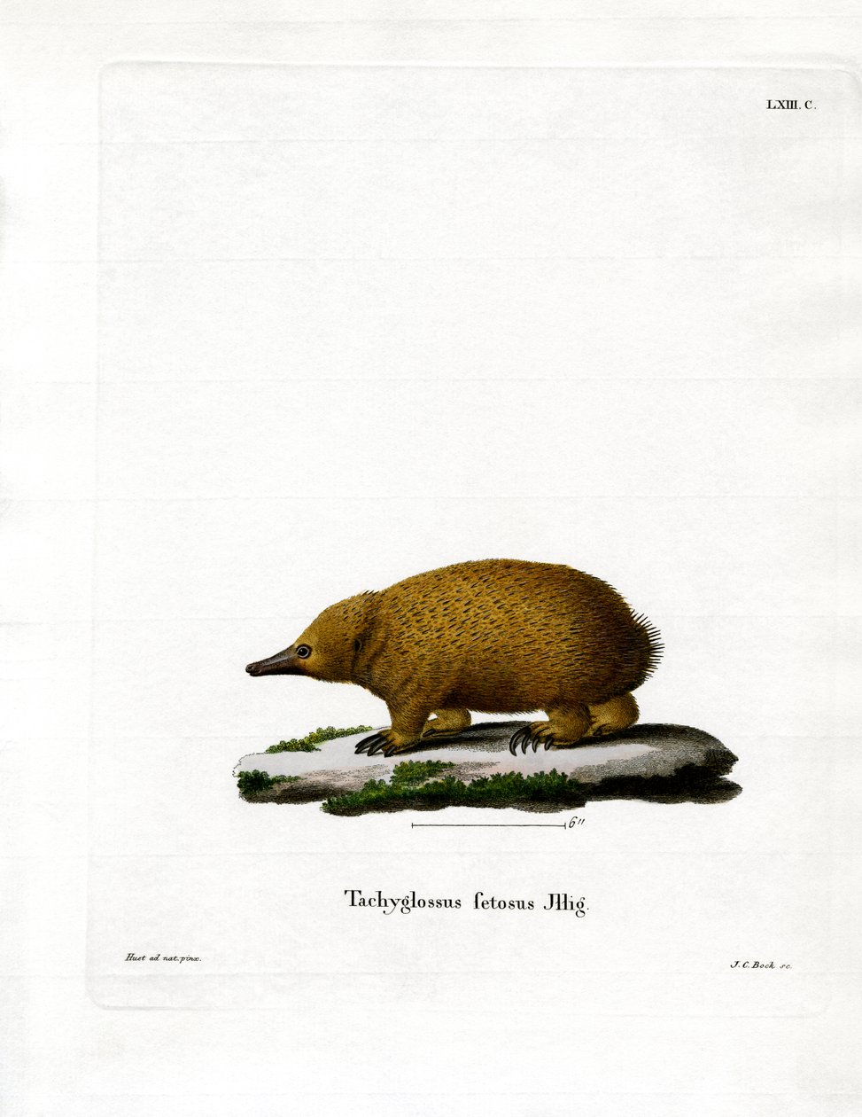 Tasmanischer Kurzschnabeligel von German School