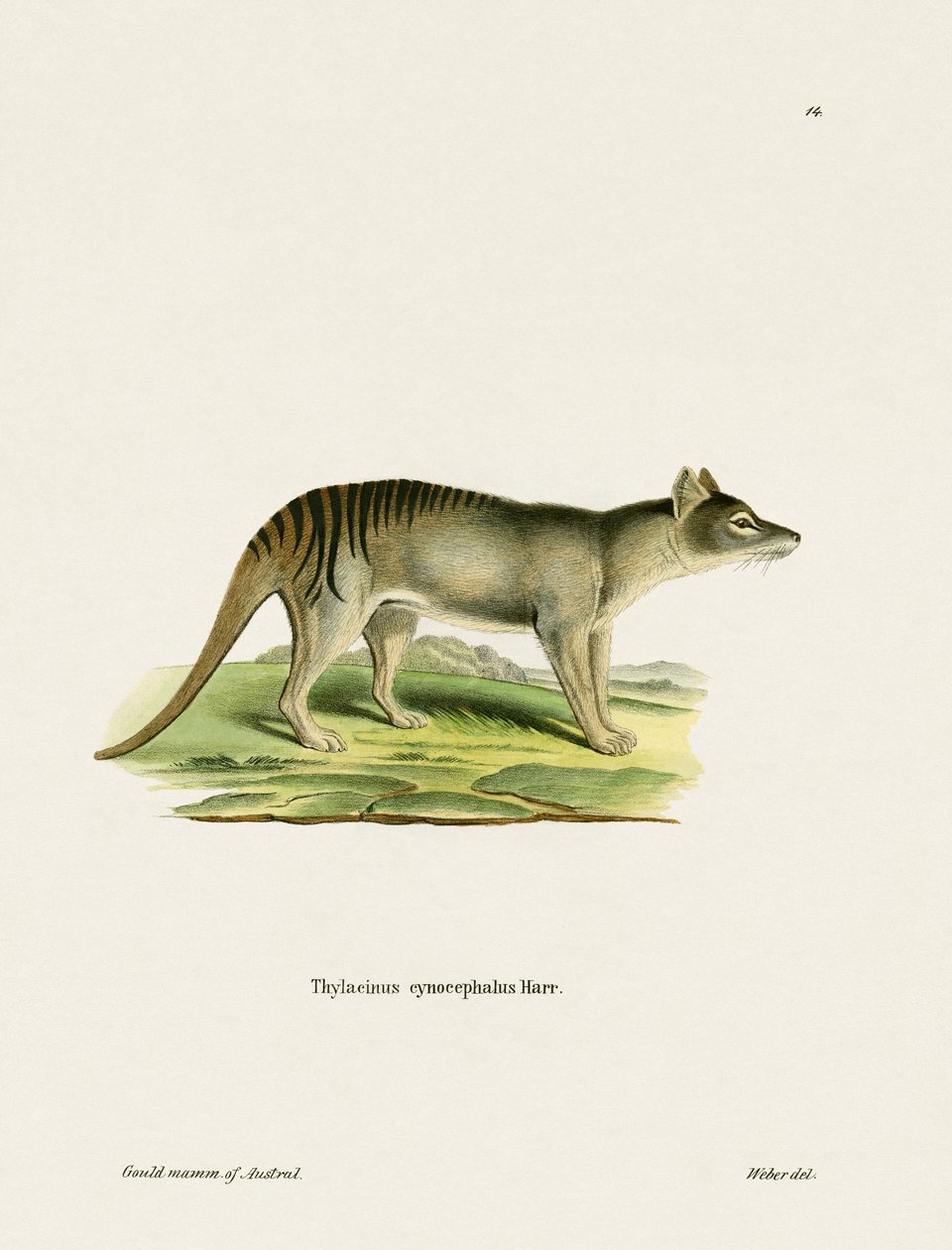 Tasmanischer Tiger (farbige Gravur) von German School