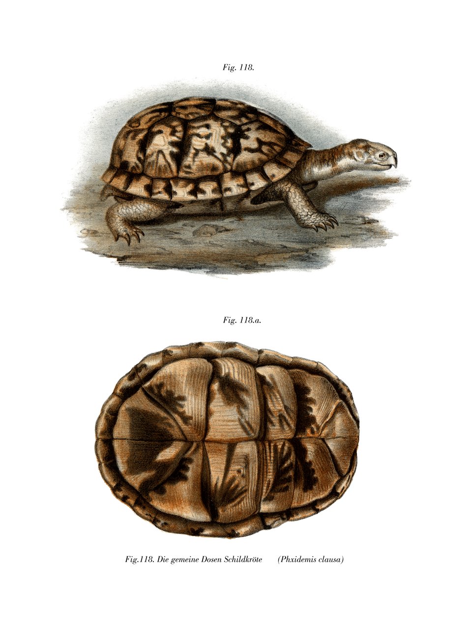 Sumpfschildkröte von German School