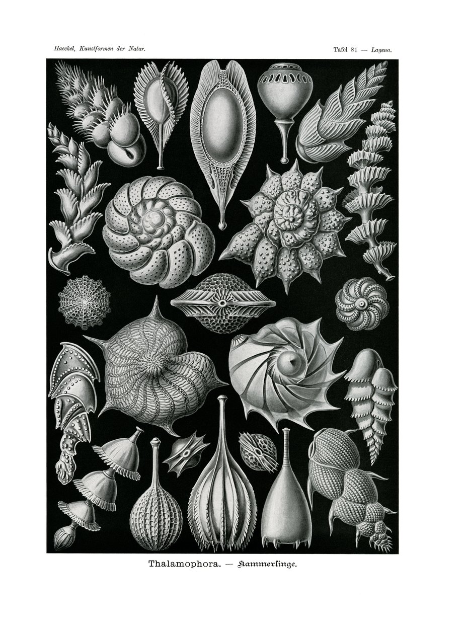 Thalamophora von German School