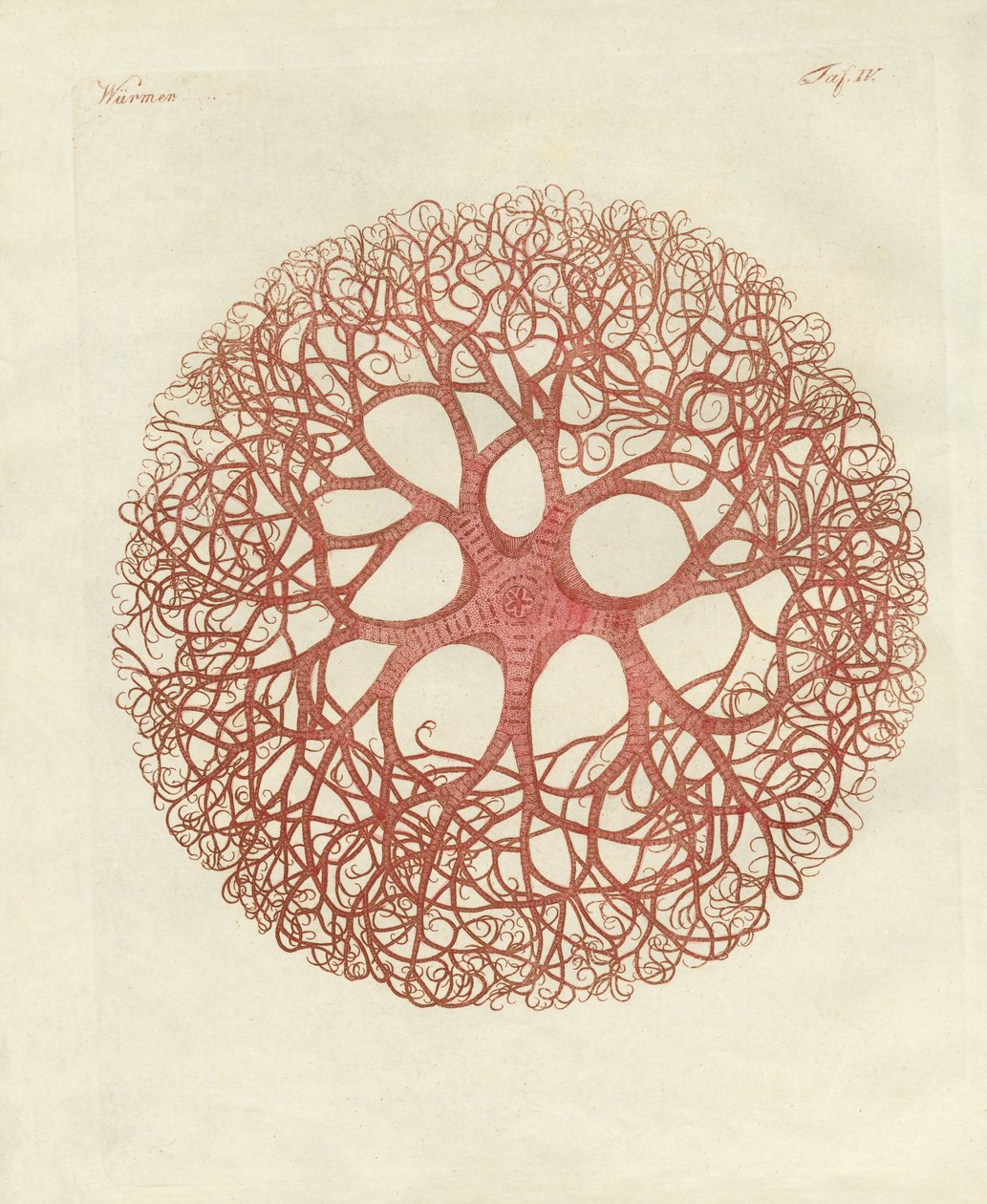 Der Medusenstern von German School