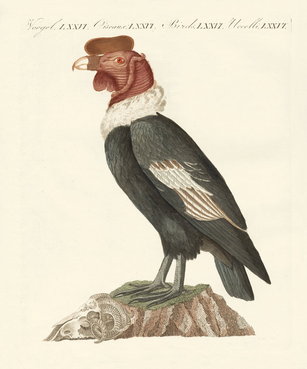 Der Kondor von German School