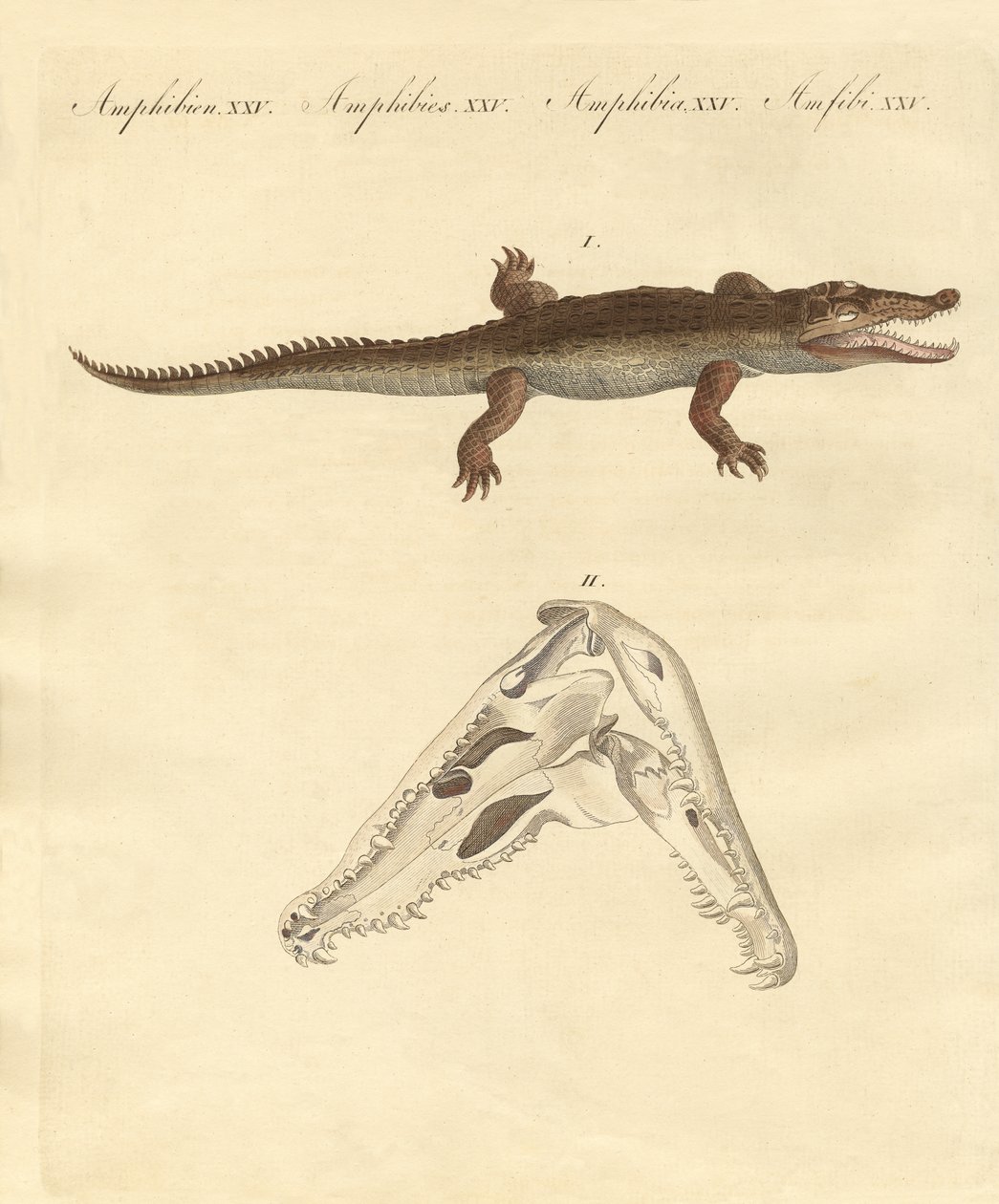 Das Krokodil von St. Domingo von German School