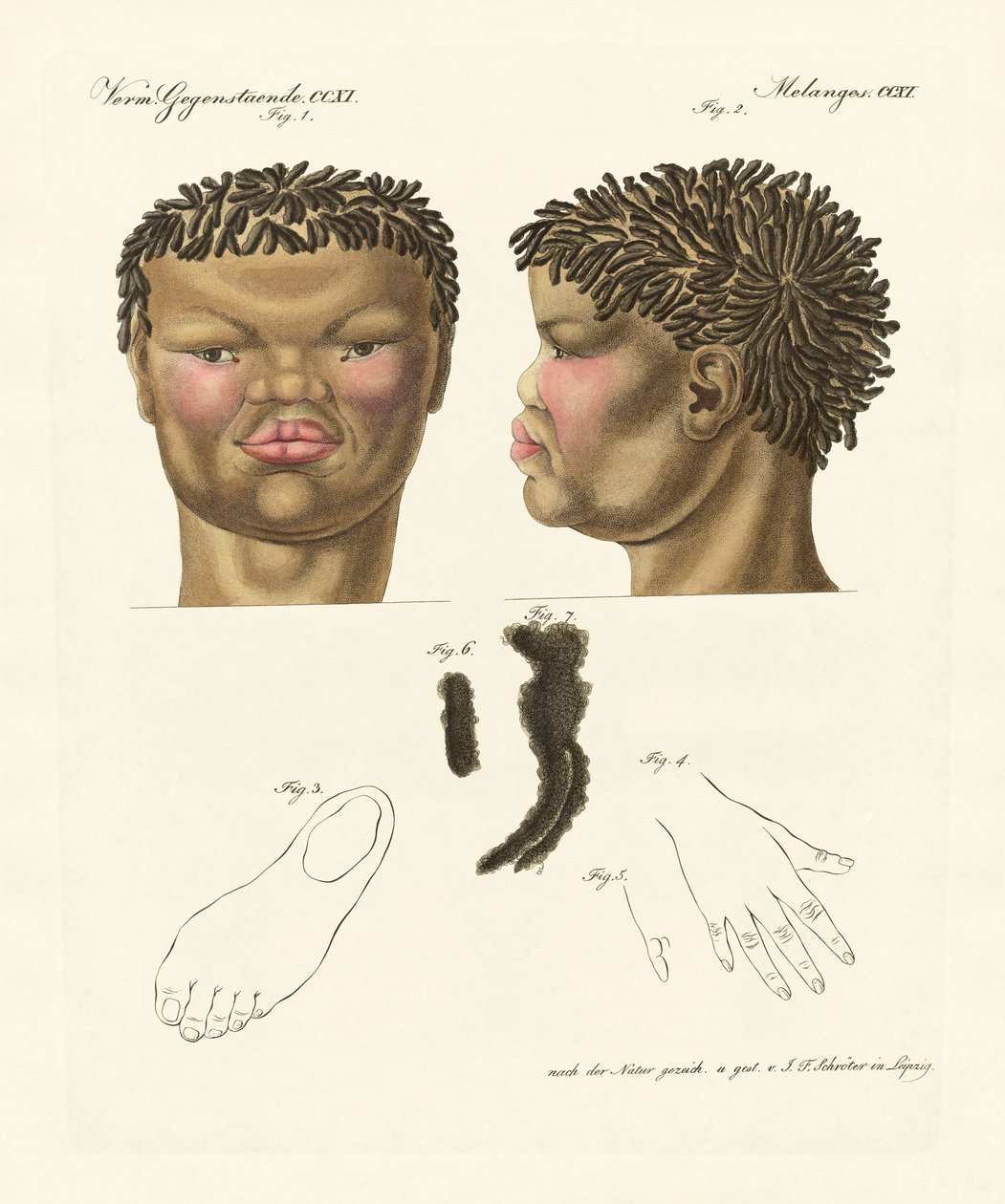 Der Hottentotte oder Buschmann (Farbstich) von German School