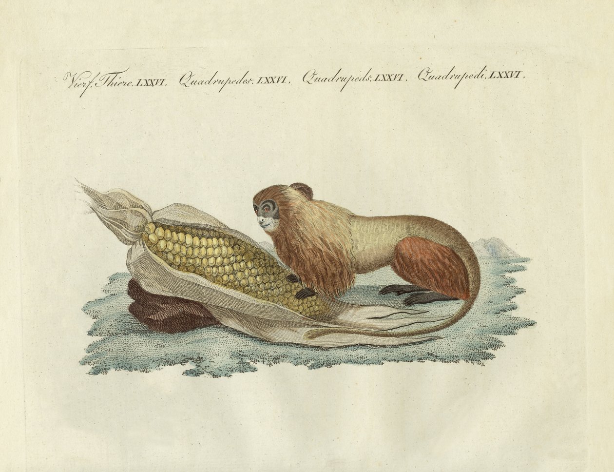 Der Löwenaffe von German School