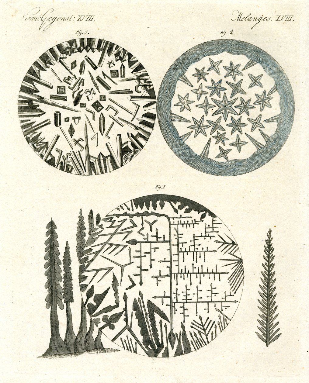 Die Ananas von German School