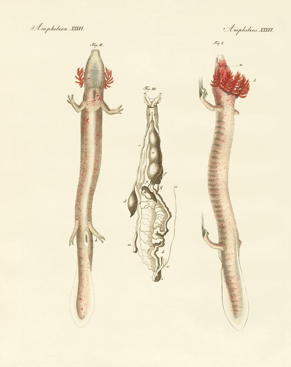 Der gewundene Proteus von German School