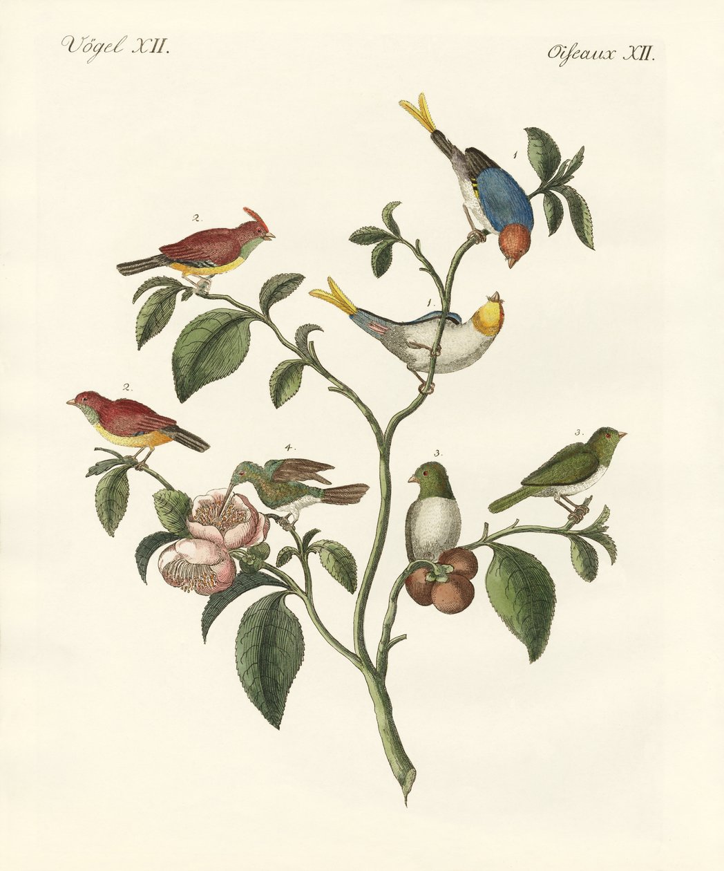 Die kleinsten Vögel von German School