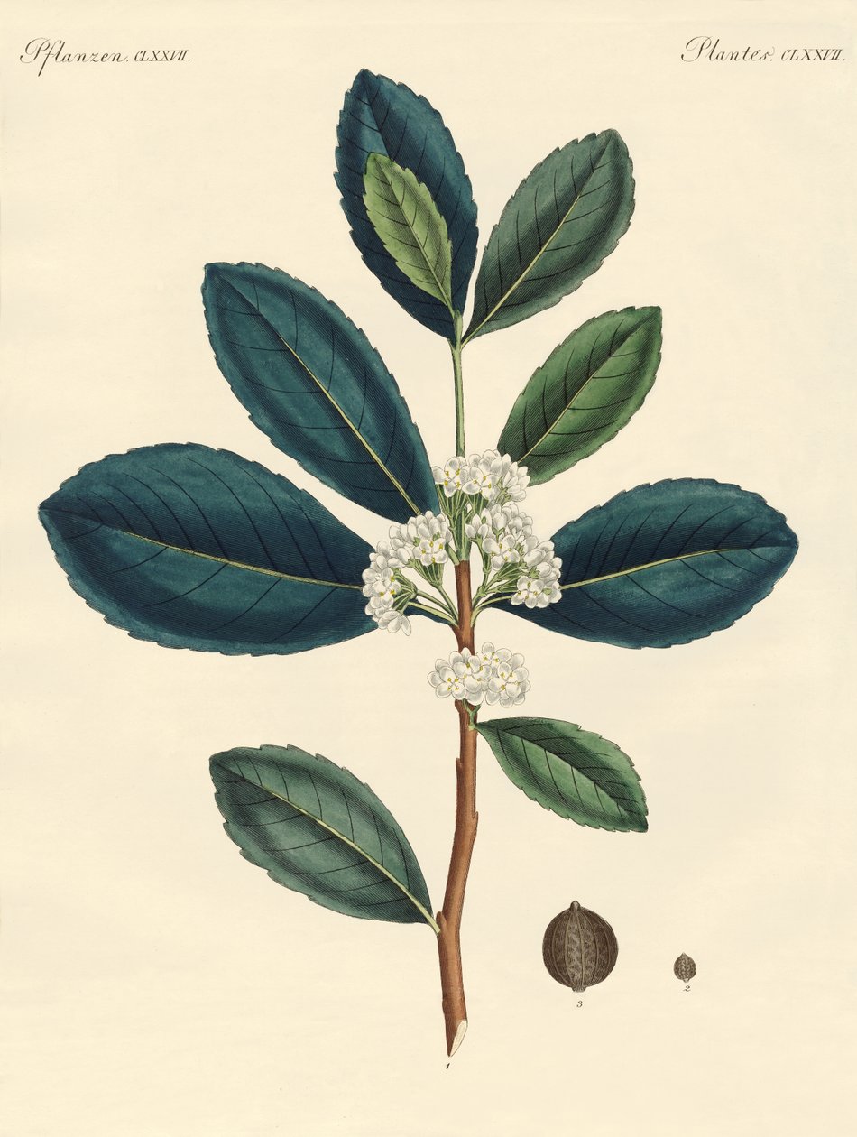 Der Tee von Paraguay von German School