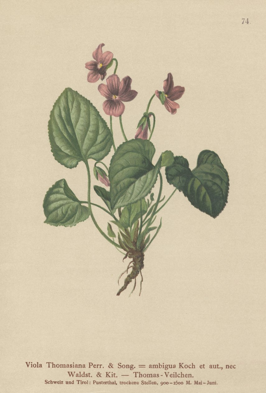 Thomas-Stiefmütterchen von German School