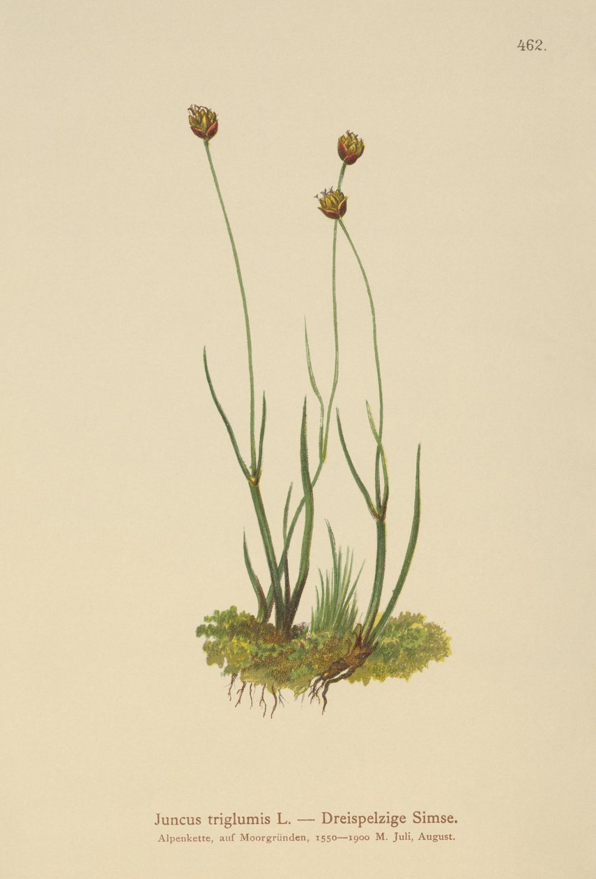 Dreihüllige Binse (Juncus triglumis) von German School