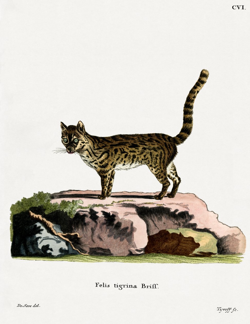 Tigerkatze von German School