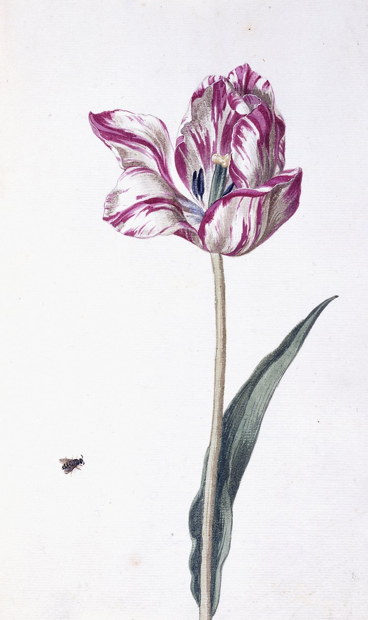 Tulpe und Biene, 18. Jahrhundert von German School