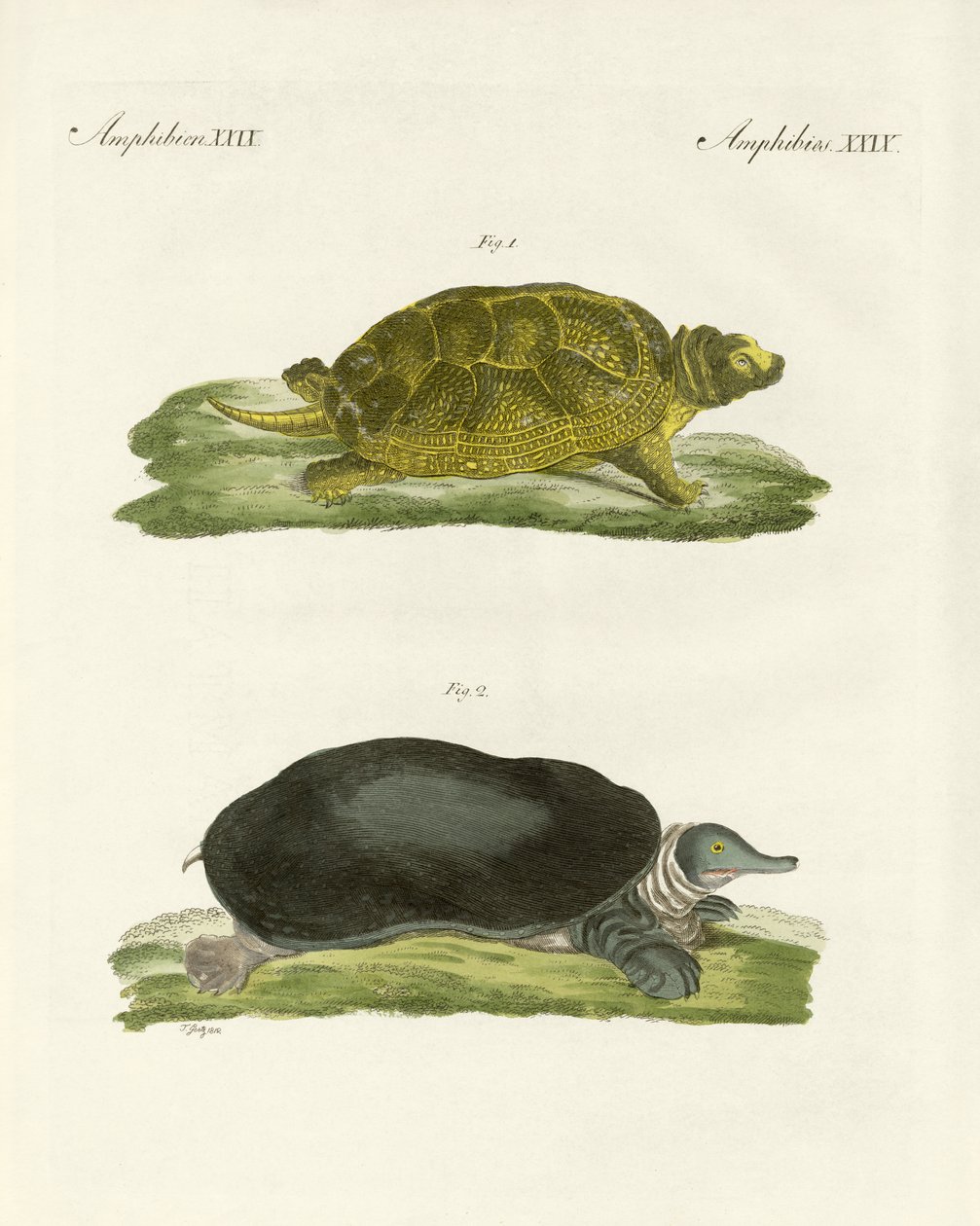 Süßwasserschildkröten von German School