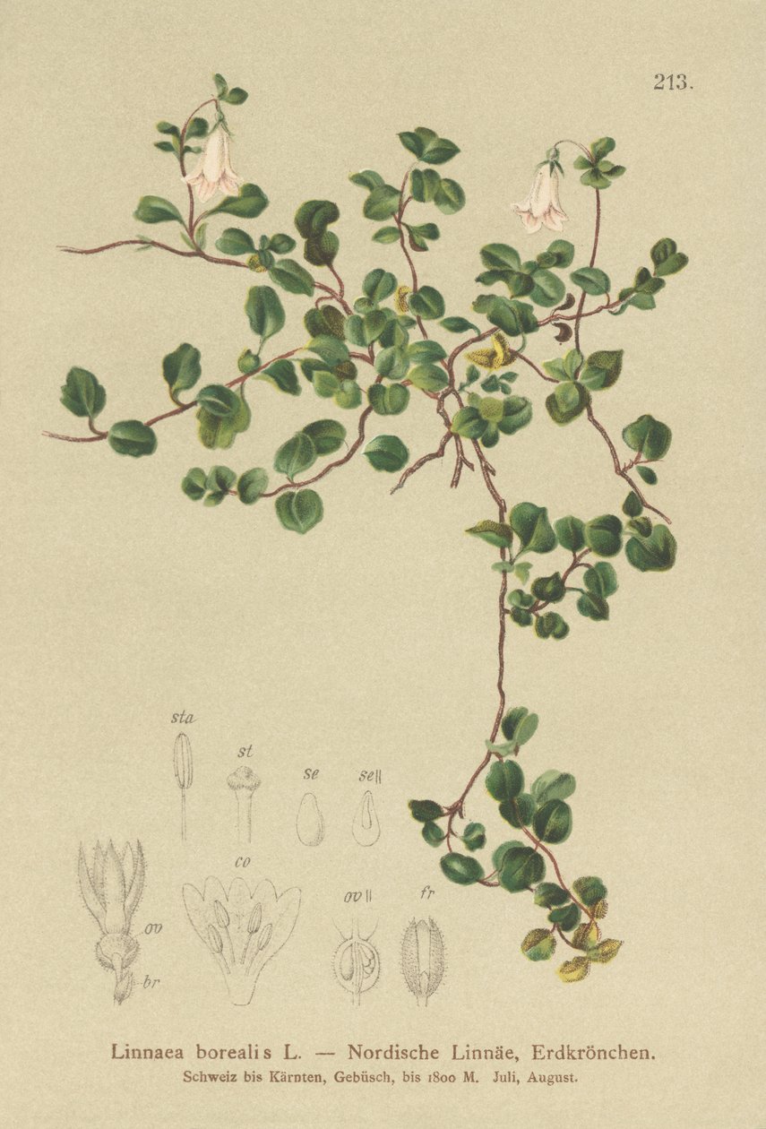 Moosglöckchen (Linnaea borealis) von German School
