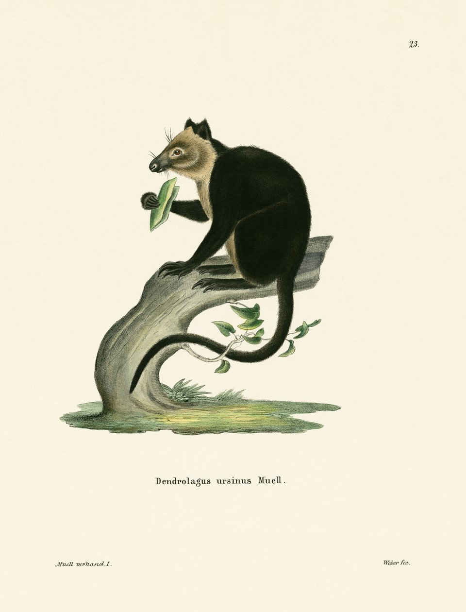 Bärenkänguru von German School