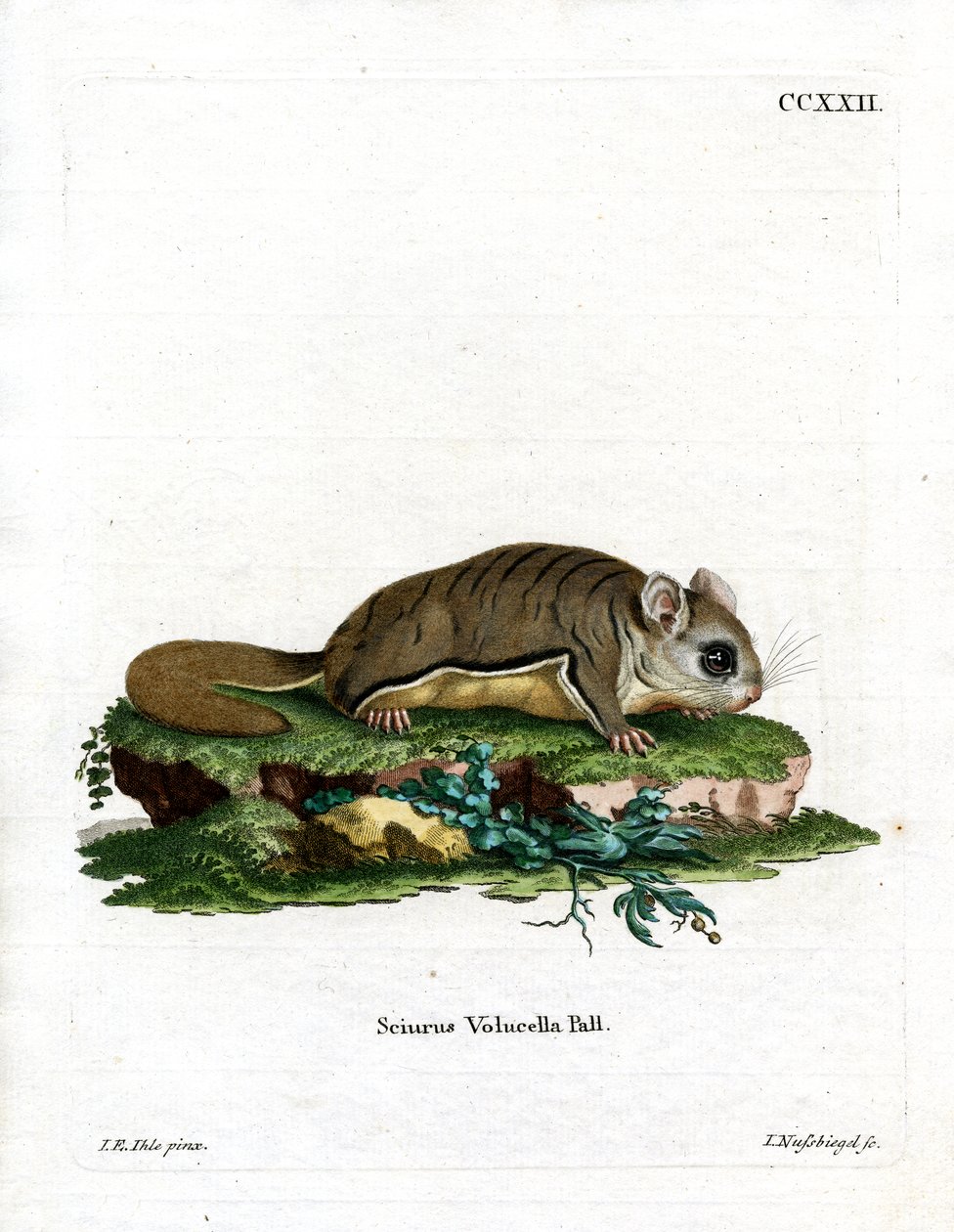 Virginisches Flughörnchen von German School