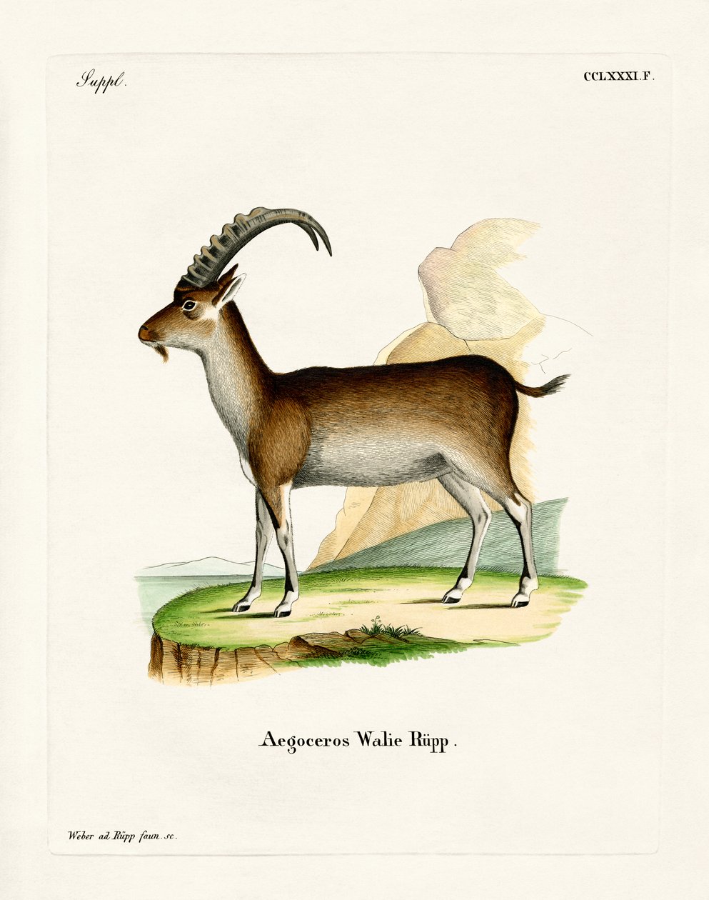 Walia-Steinbock von German School