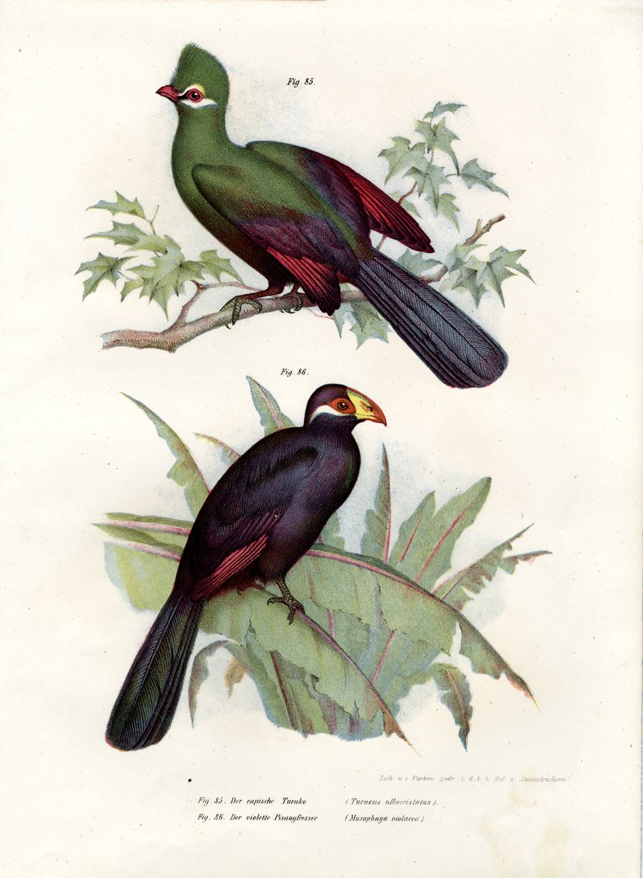 Weißhauben-Turako, 1864 von German School