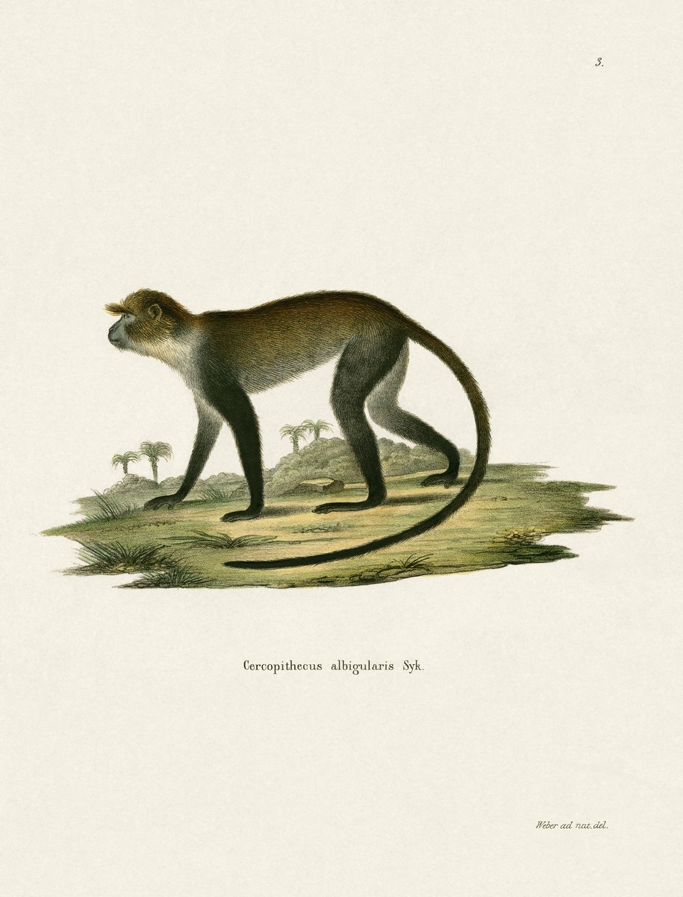 Weißkehlige Meerkatze von German School
