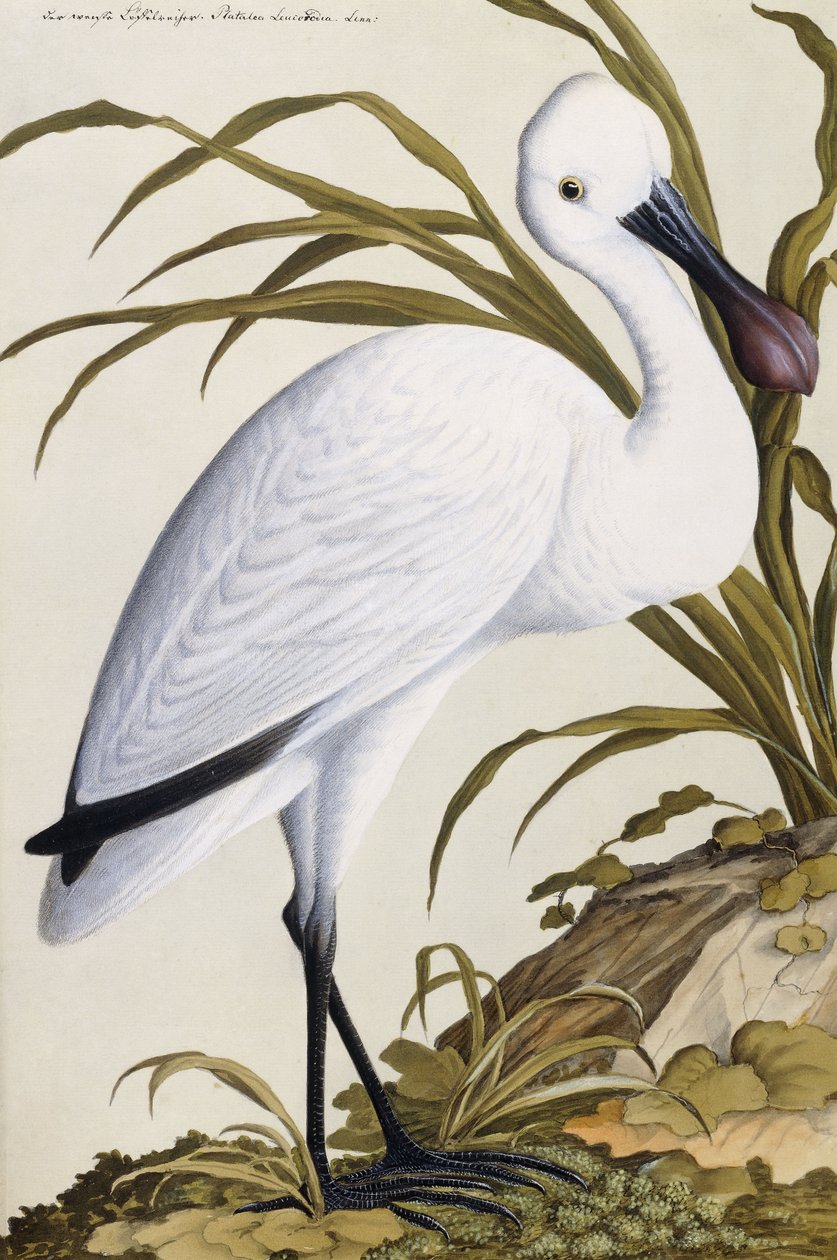 Weißer Löffler, 1750-1800 von German School