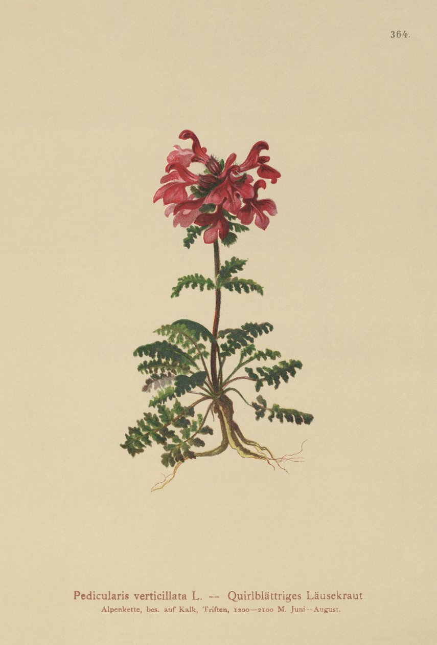 Quirlblättriges Läusekraut (Pedicularis verticillata) von German School