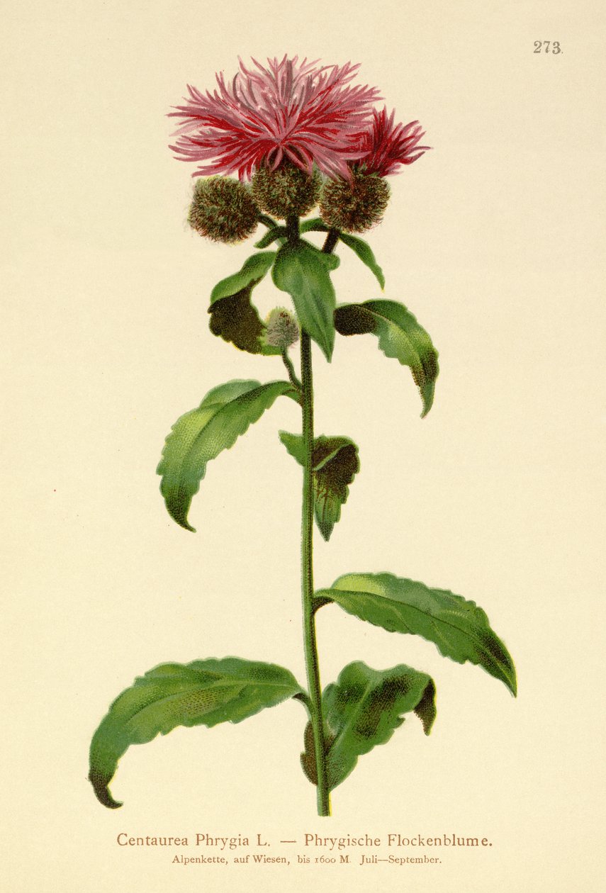 Perücken-Flockenblume von German School