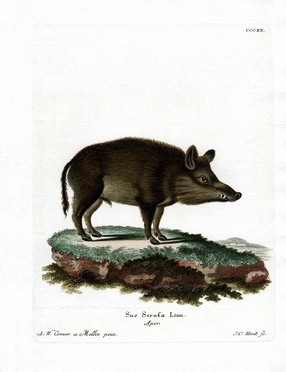 Wildschwein von German School