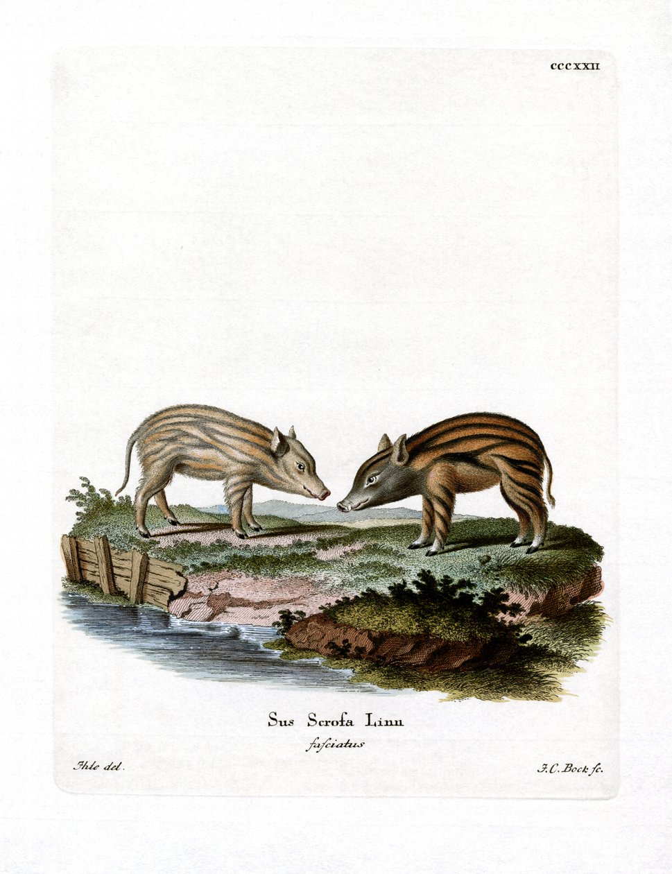 Wildschweinferkel von German School