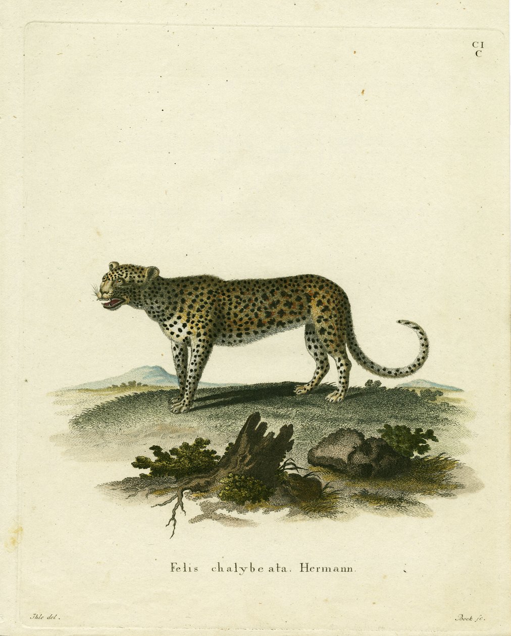 Wildkatze von German School