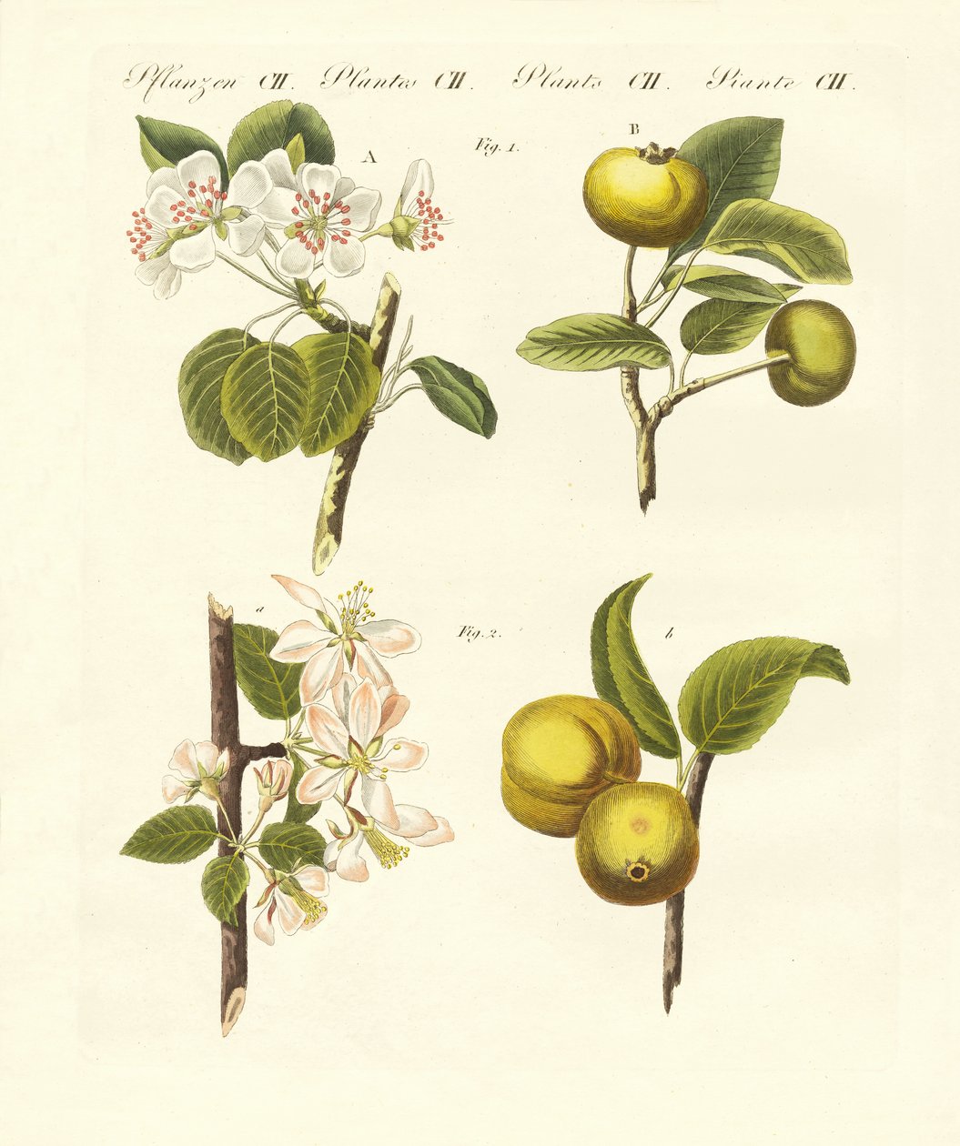 Wilde Obstsorten von German School