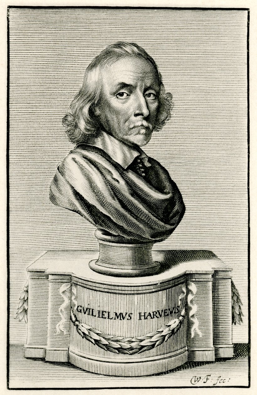 William Harvey von German School