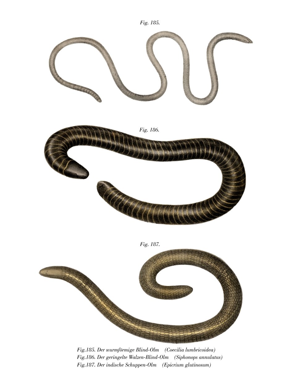 Wurmähnliche Blindwühle von German School