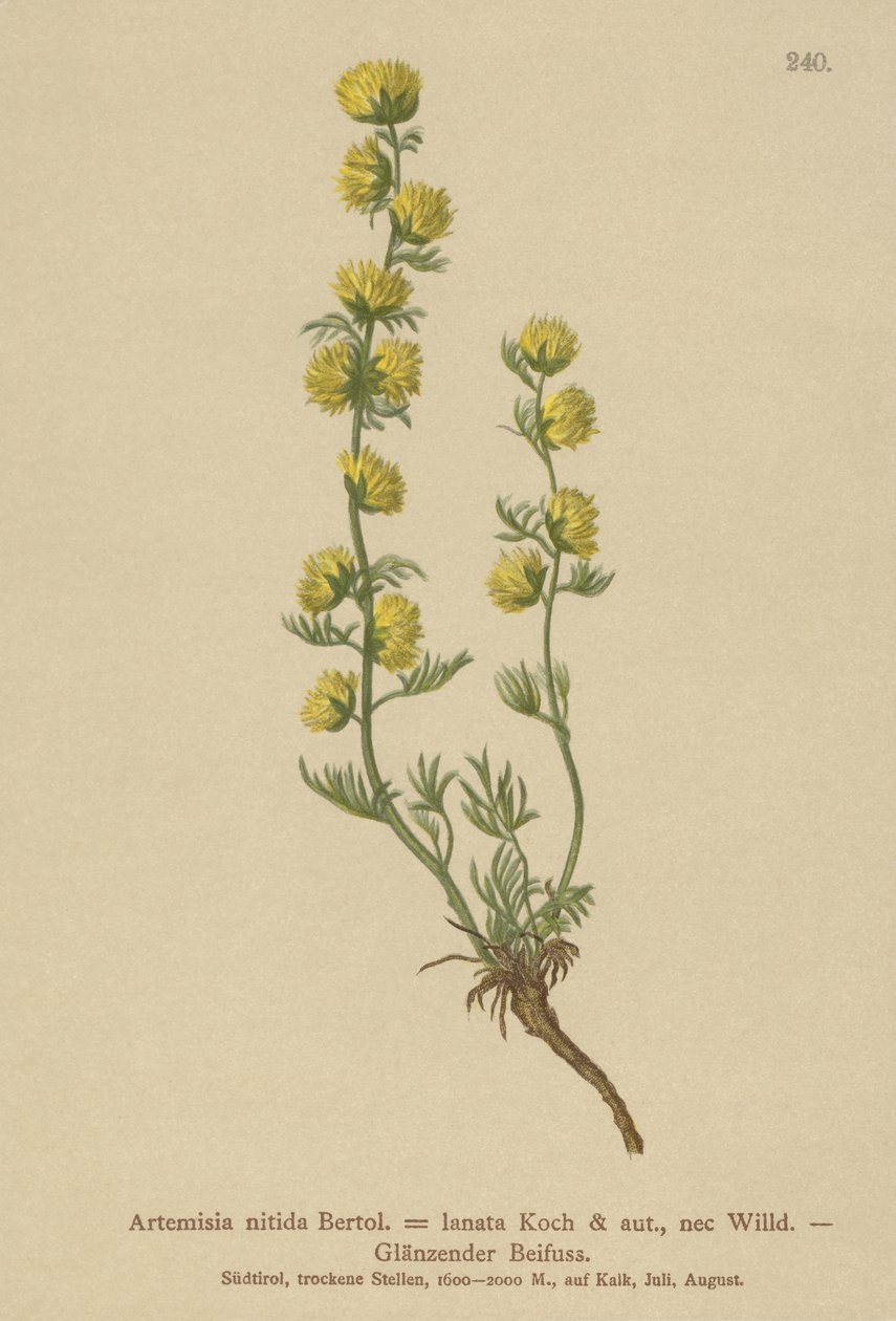 Wermut (Artemisia nitida, Artemisia lantana) von German School