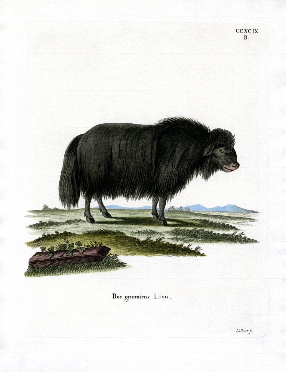 Yak von German School