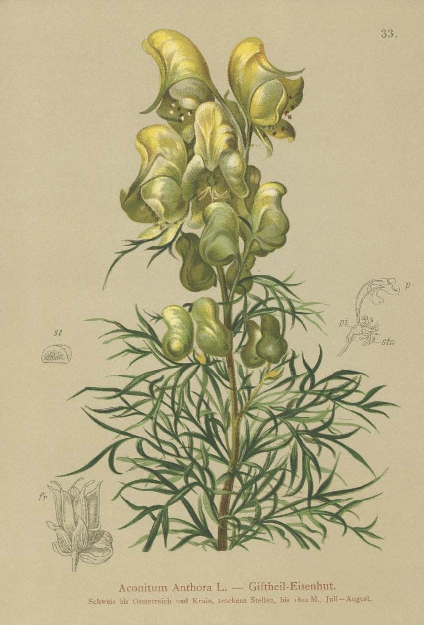 Gelber Eisenhut (Aconitum anthora) von German School
