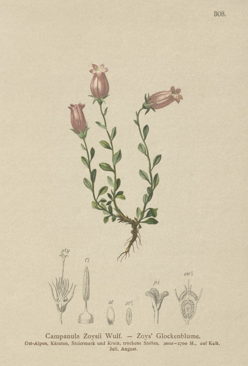 Zois-Glockenblume von German School