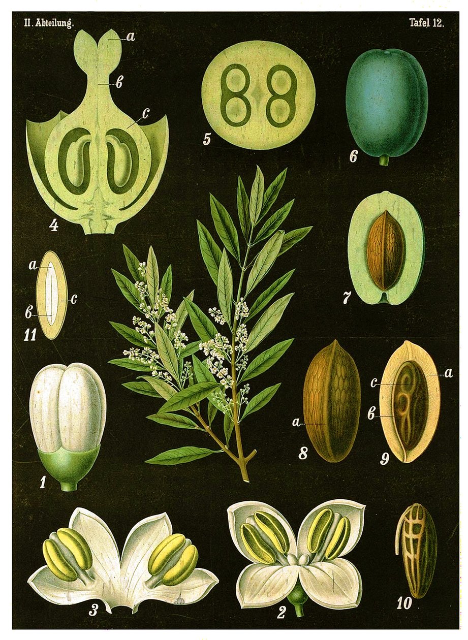 Olive von German School