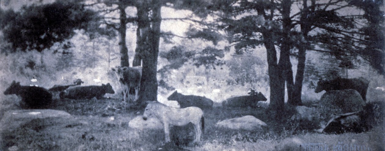 Das Pathos des Esels von Gertrude Käsebier