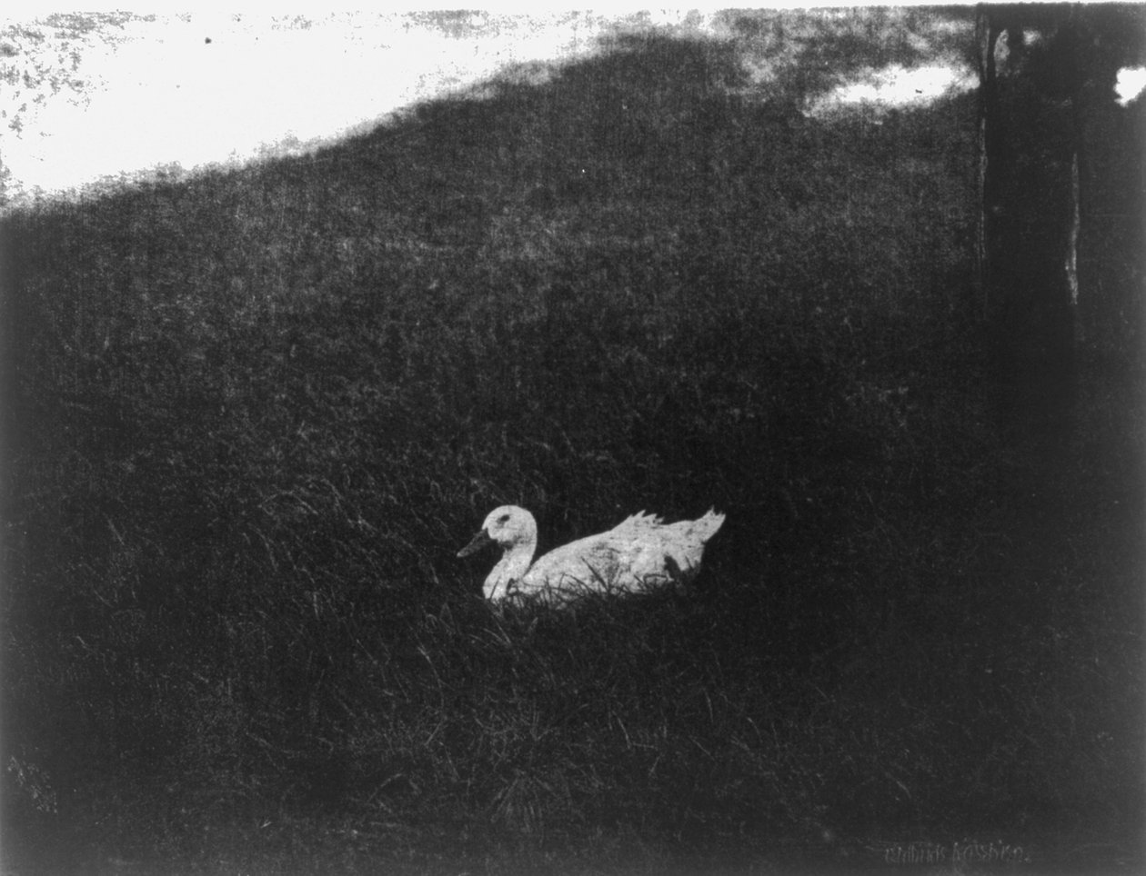 Das einfache Leben von Gertrude Käsebier
