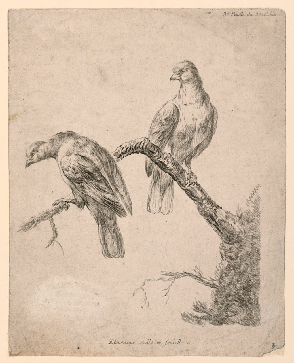 Zwei Vögel auf einem Ast von Gilles Demarteau