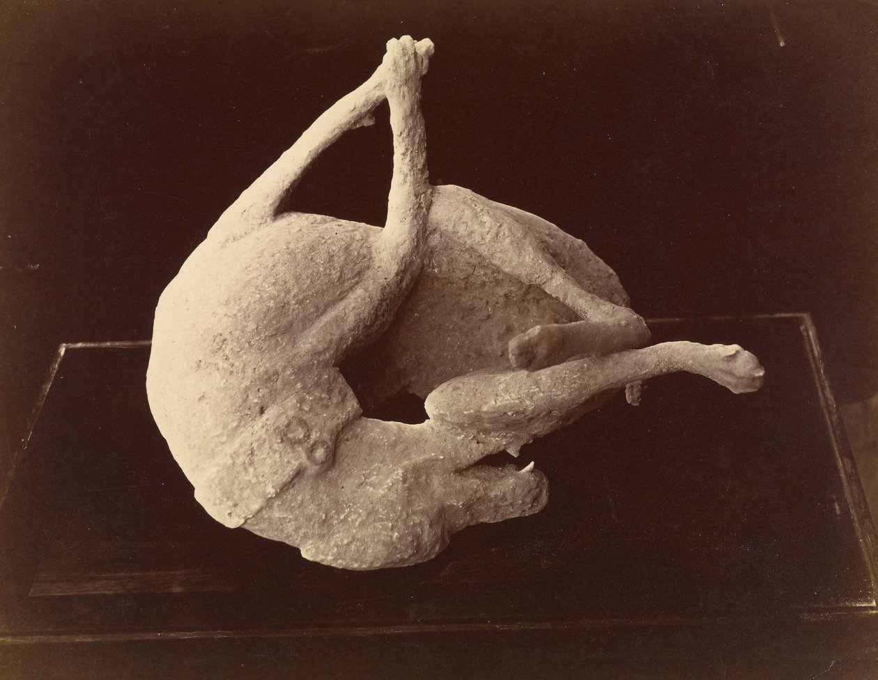 Hund, getötet durch den Ausbruch des Vesuvs, Pompeji (Abguss) von Giorgio Sommer
